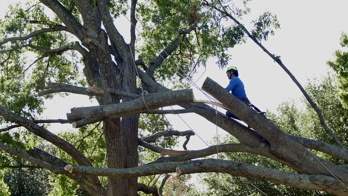 Professional Hazardous Tree Removal performed by certified arborists in Erin