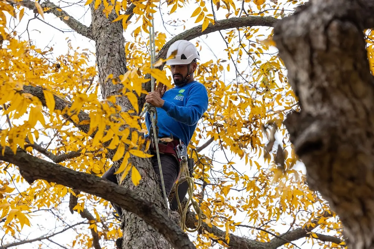 Skilled Tree Trimming crew working in Erin