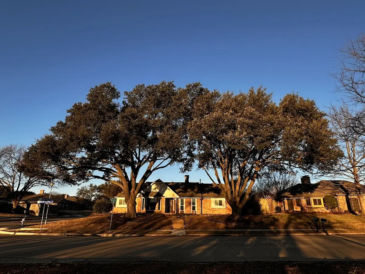 Established residential canopy tree shading a home in Erin
